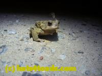 /home//u458753944/public_html/sourcegallery//Roxborough Toad Detour/2013-2019/2013/2013-04-09/P1120061.JPG